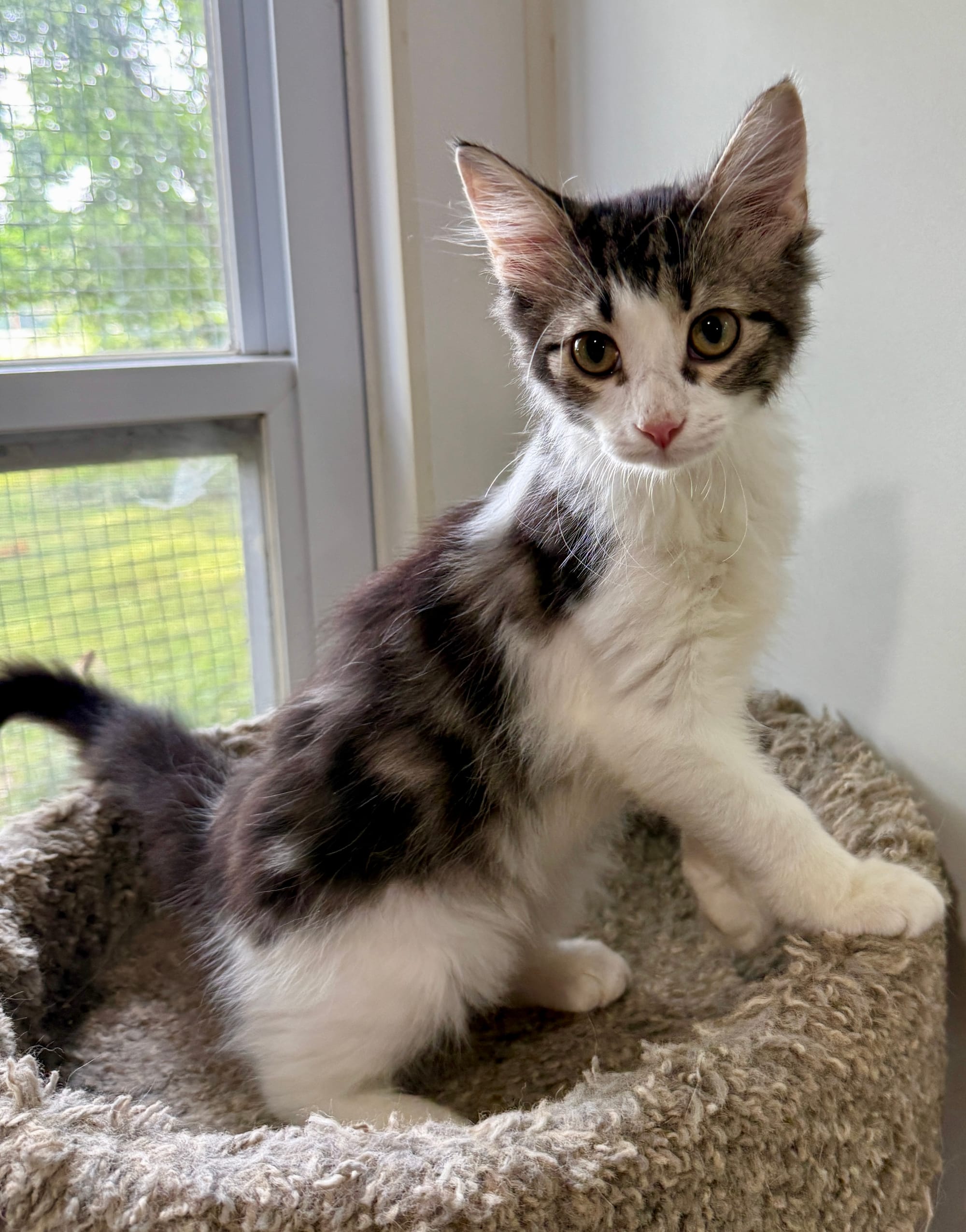 Dewey adopted 7-28-2025