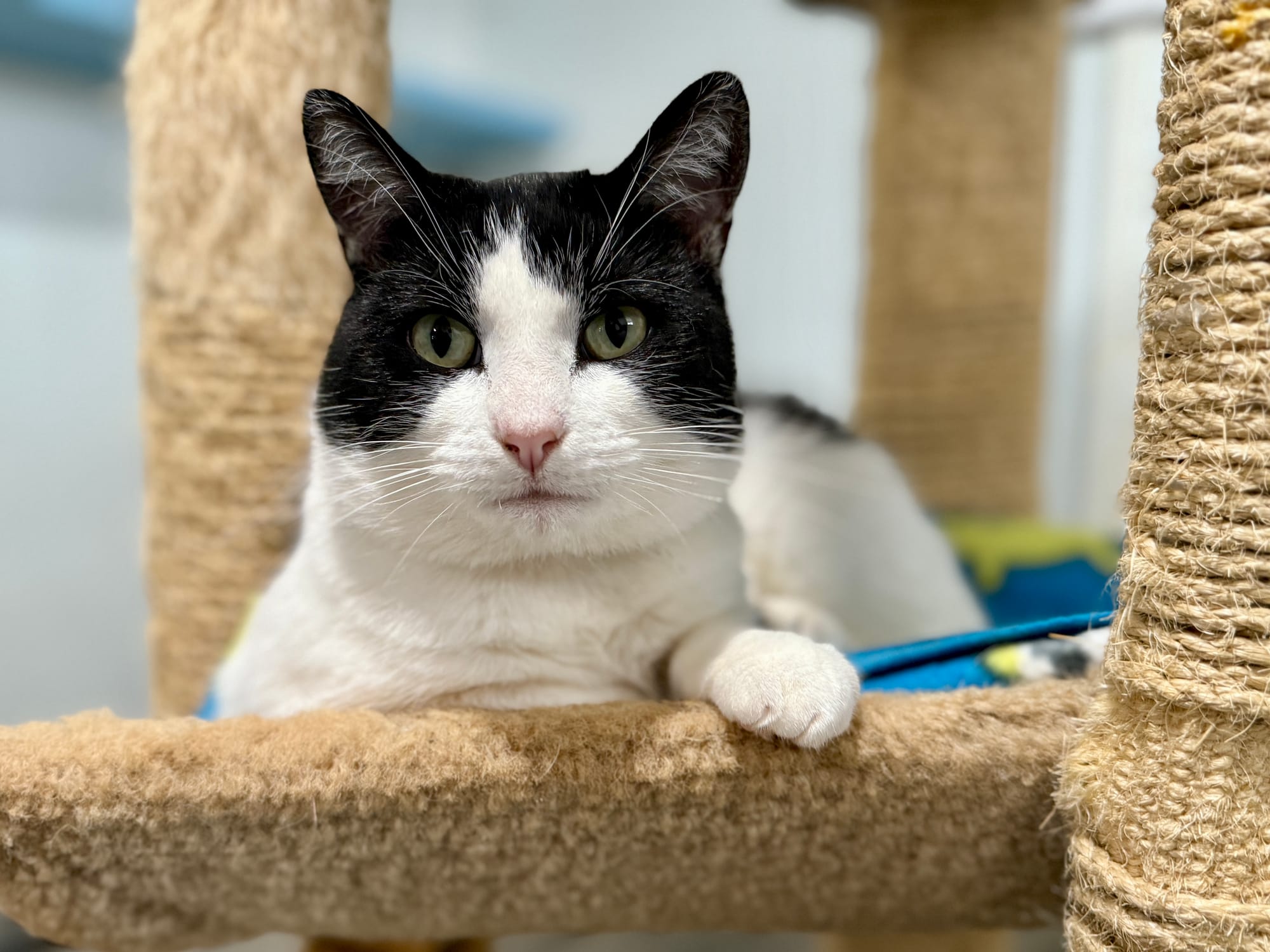 Freddie adopted 8-6-2025