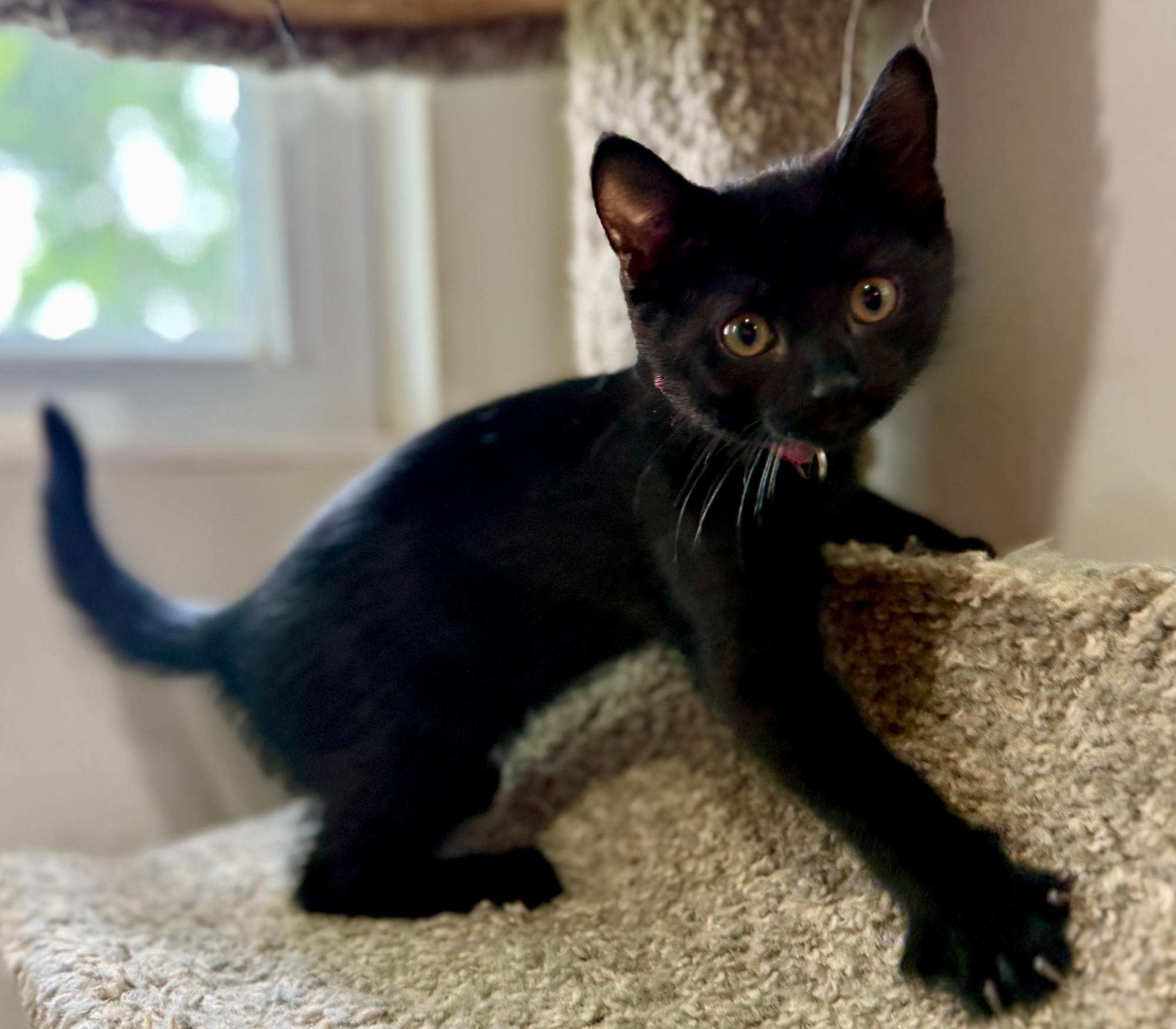 Piper adopted 8-7-2025
