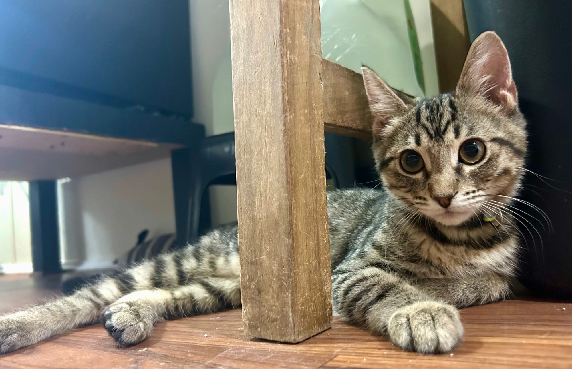 Huey adopted 8-7-2025