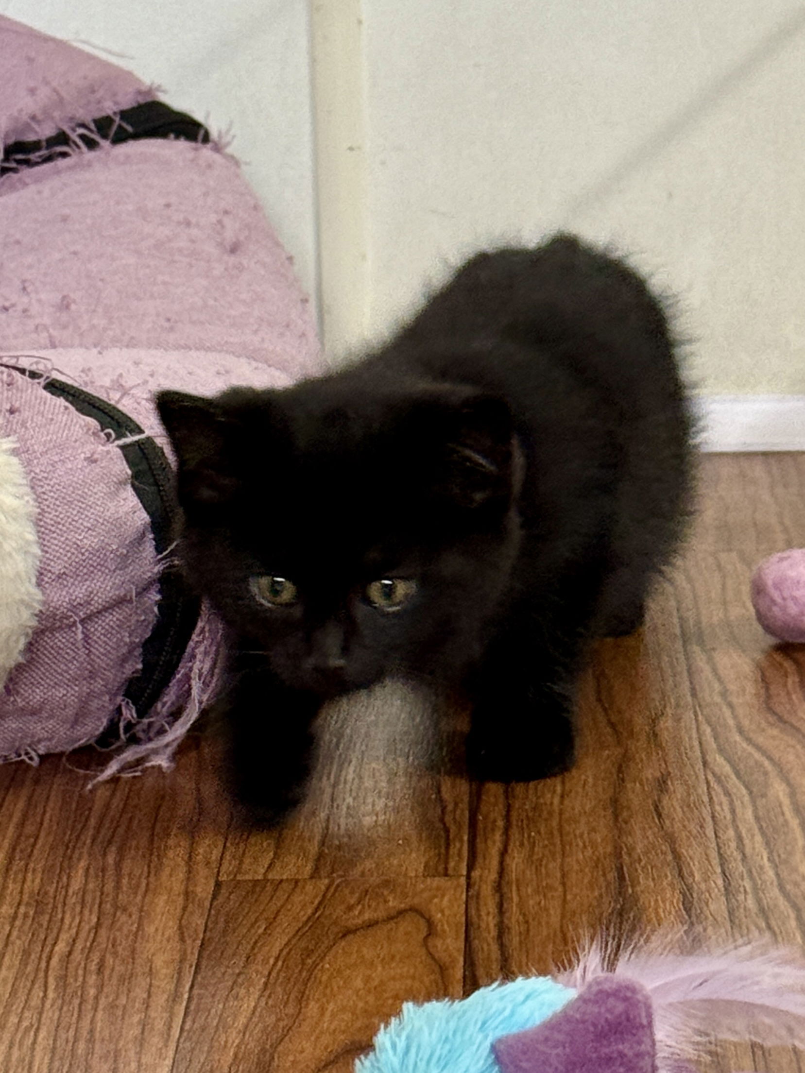 Peggy adopted 8-16-2025