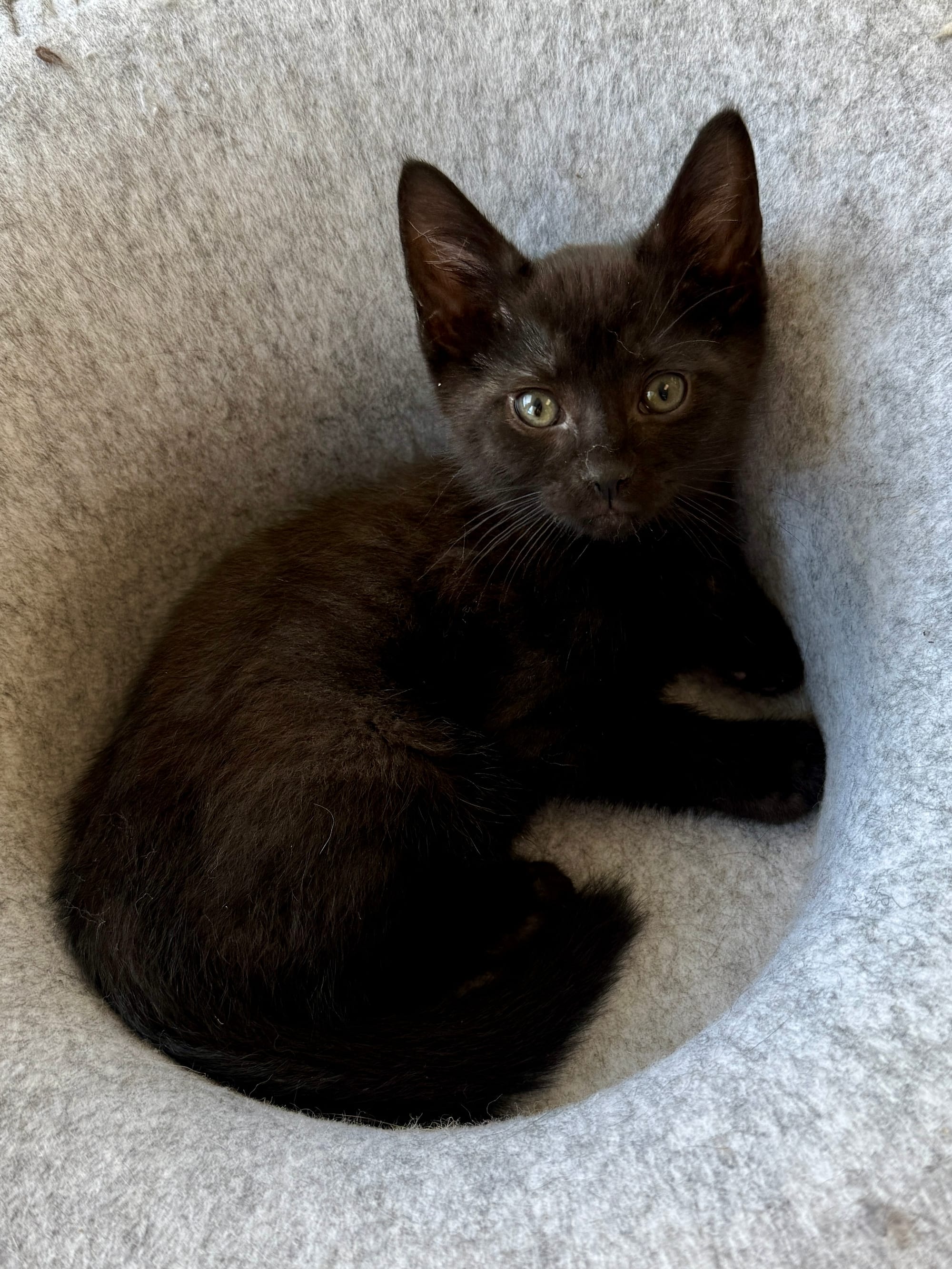 Binx