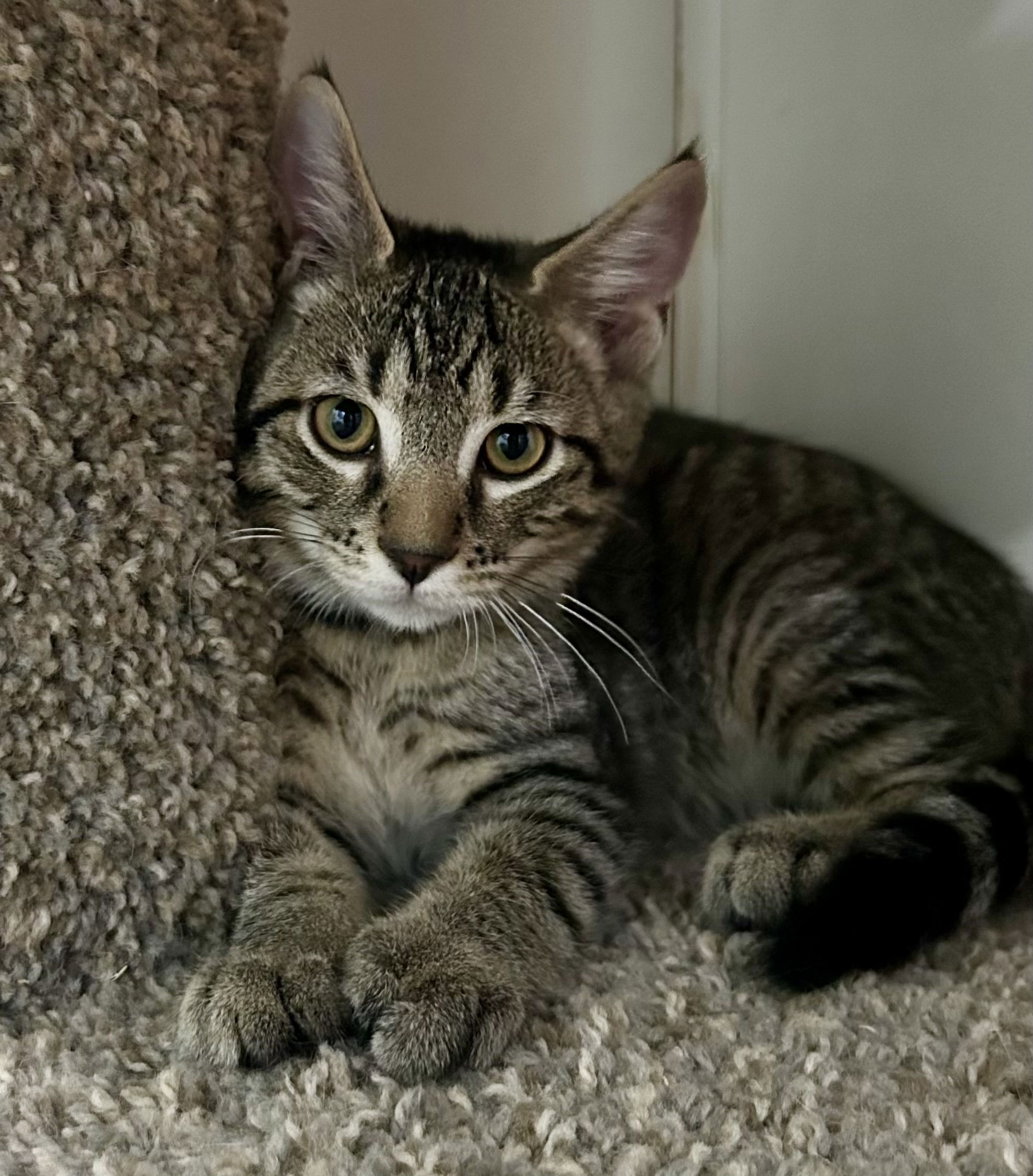 Pete