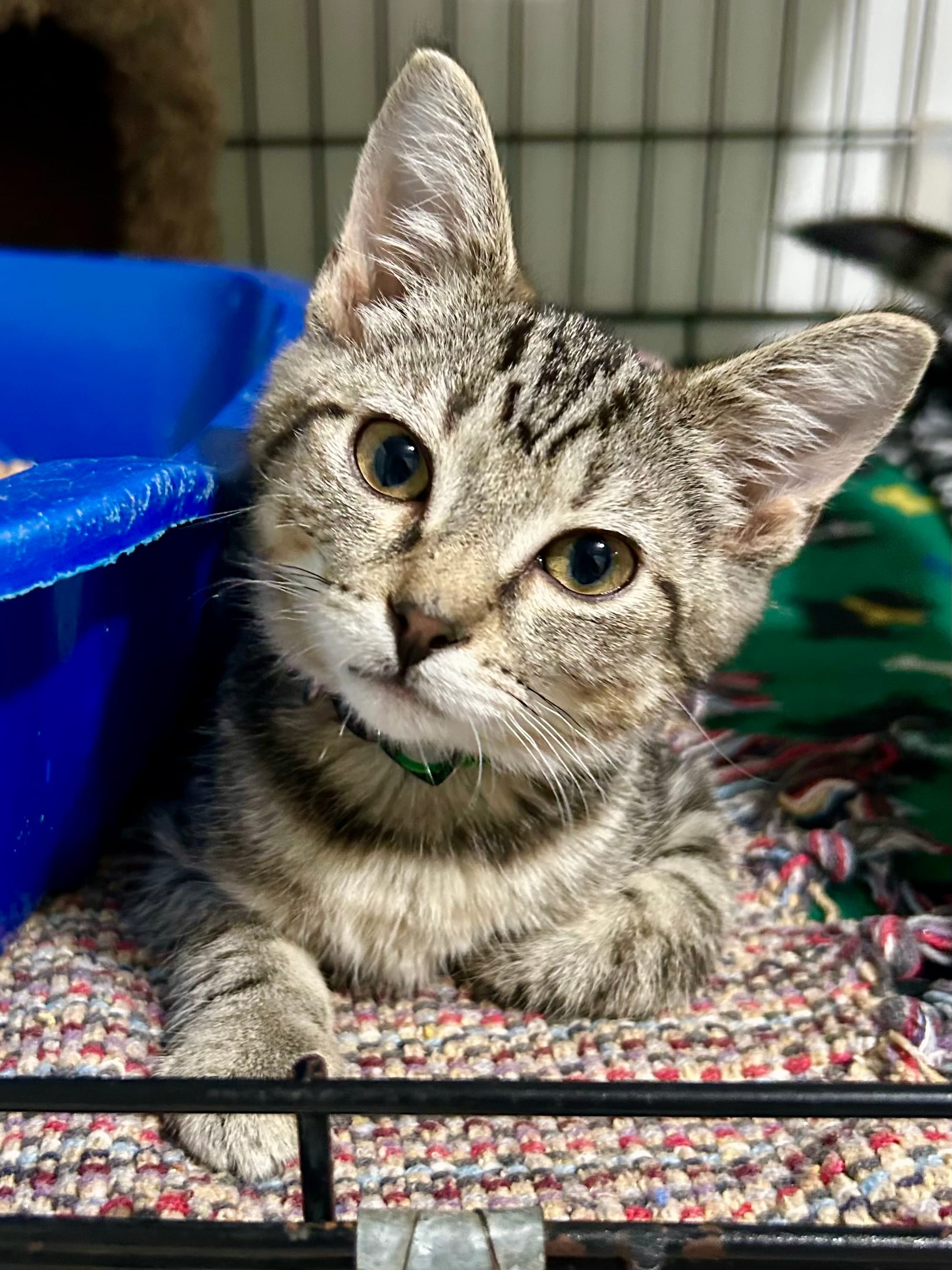Louie adopted 8-22-25