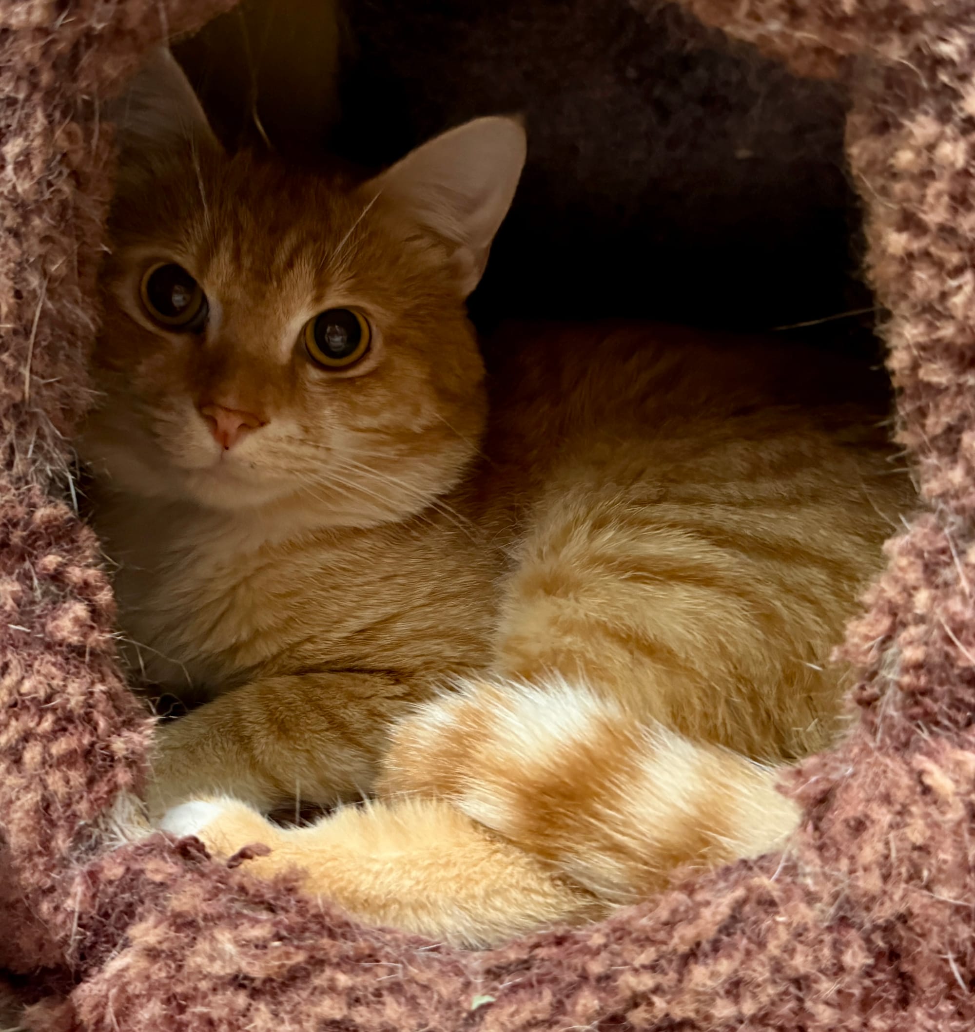 Apollo (Only available for adoption with brother Zeus)