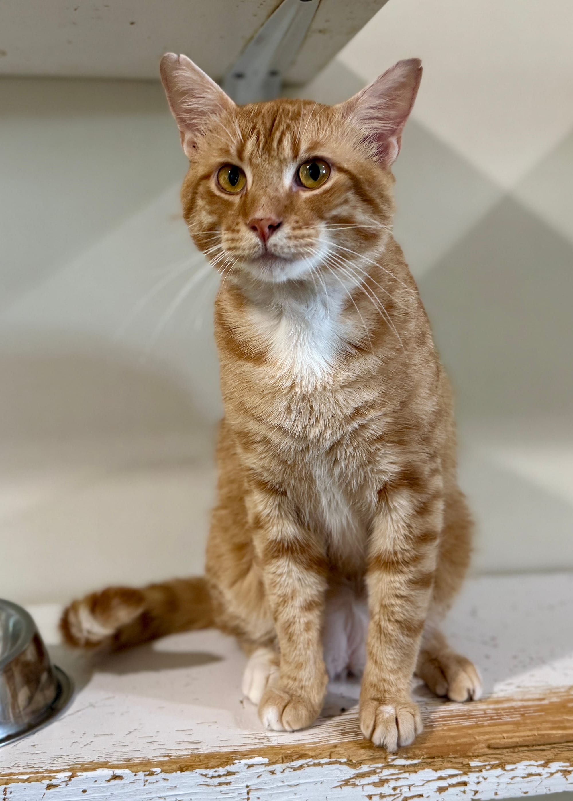 Zeus (Only available for adoption with brother Apollo)