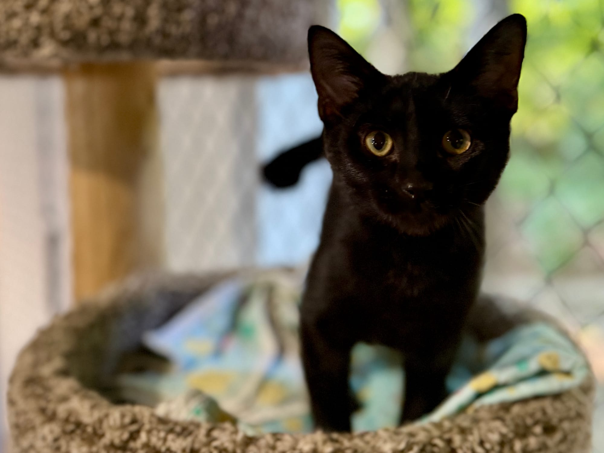 Joey adopted 9-5-2025