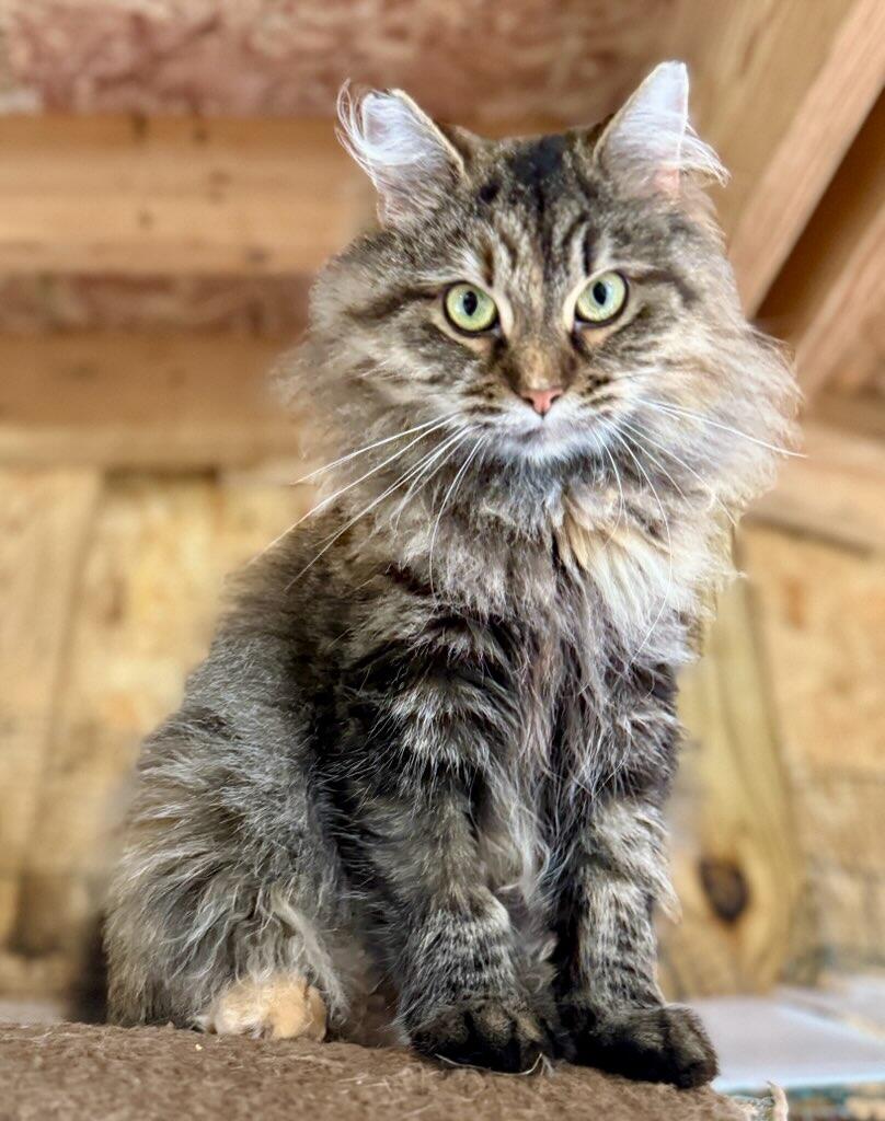 Scary Spice adopted 9-30-2025