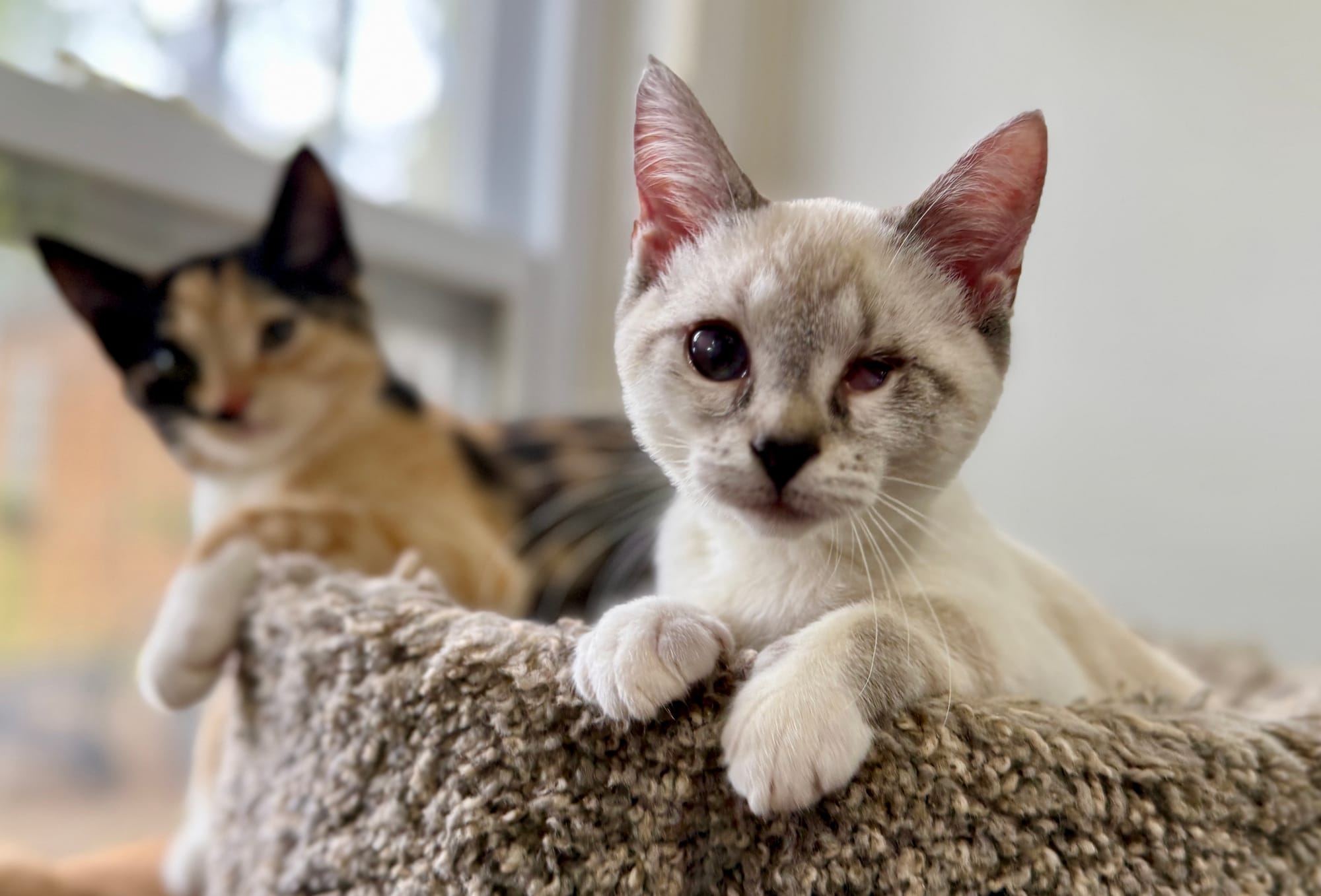 Maple - Pending Adoption - Foster has been found!