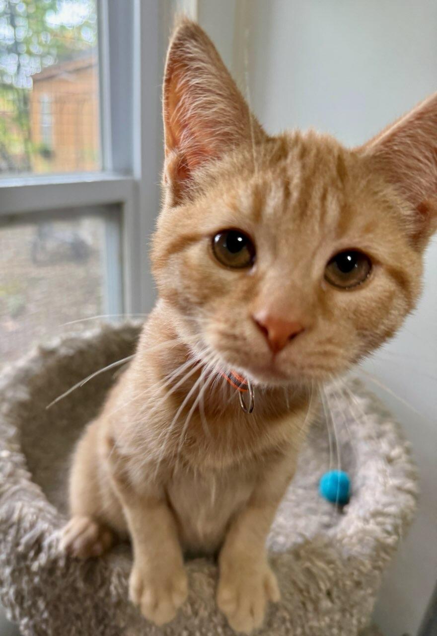 Cheddar