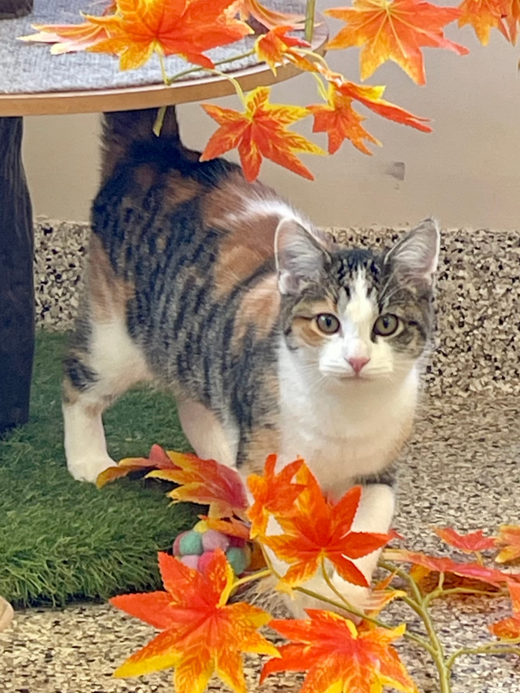 Sadie adopted 10-10-2025