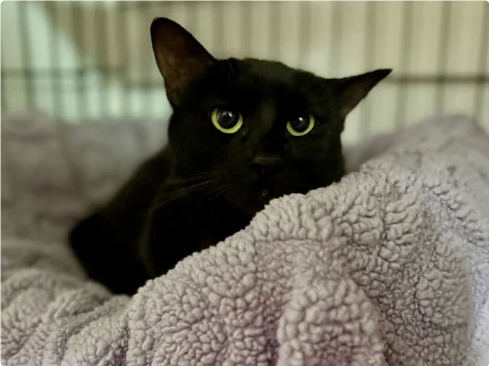 Ash adopted 10-17-25