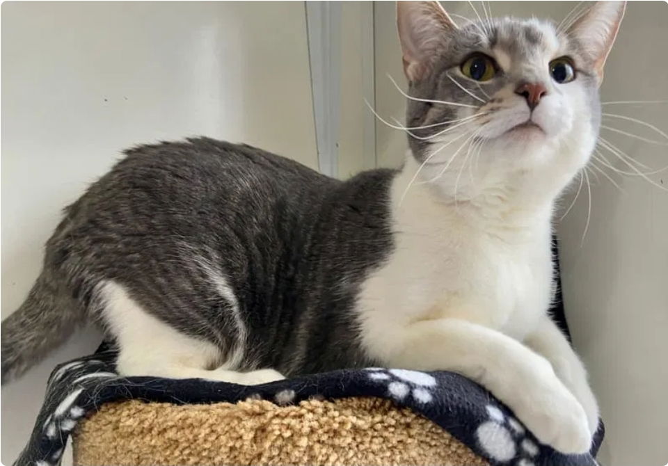 Lil- adopted 10-22-25