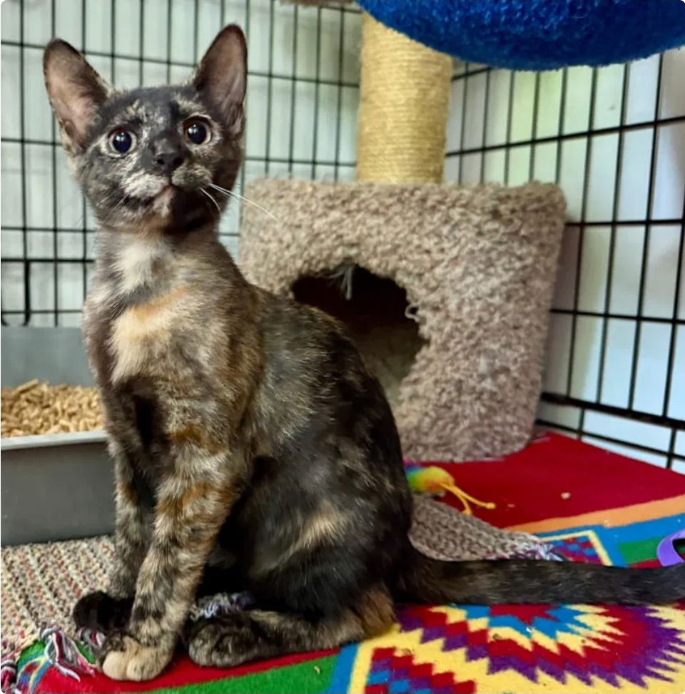 Ellis- adopted 11/3/25