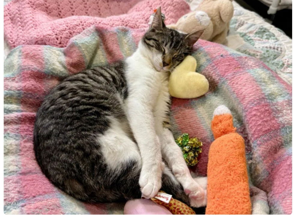 Biscotti- adopted 11/5