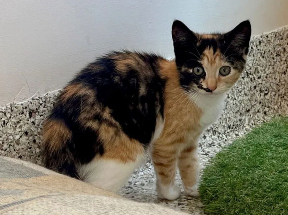 Sweet Pea- adopted 10-31