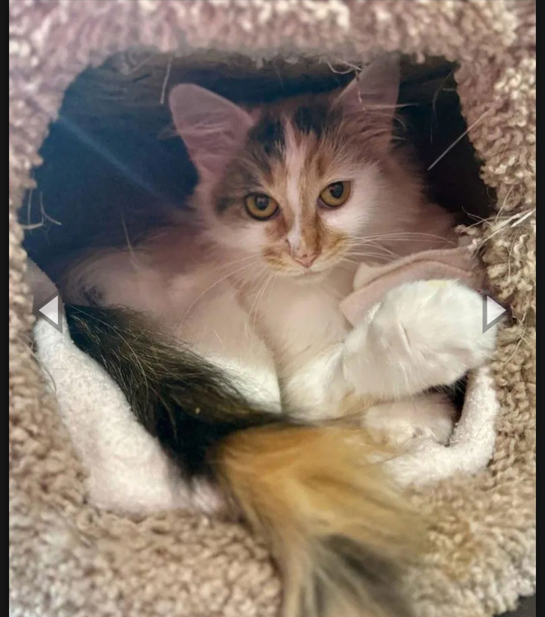 Hazelnut- adopted 11/21/25