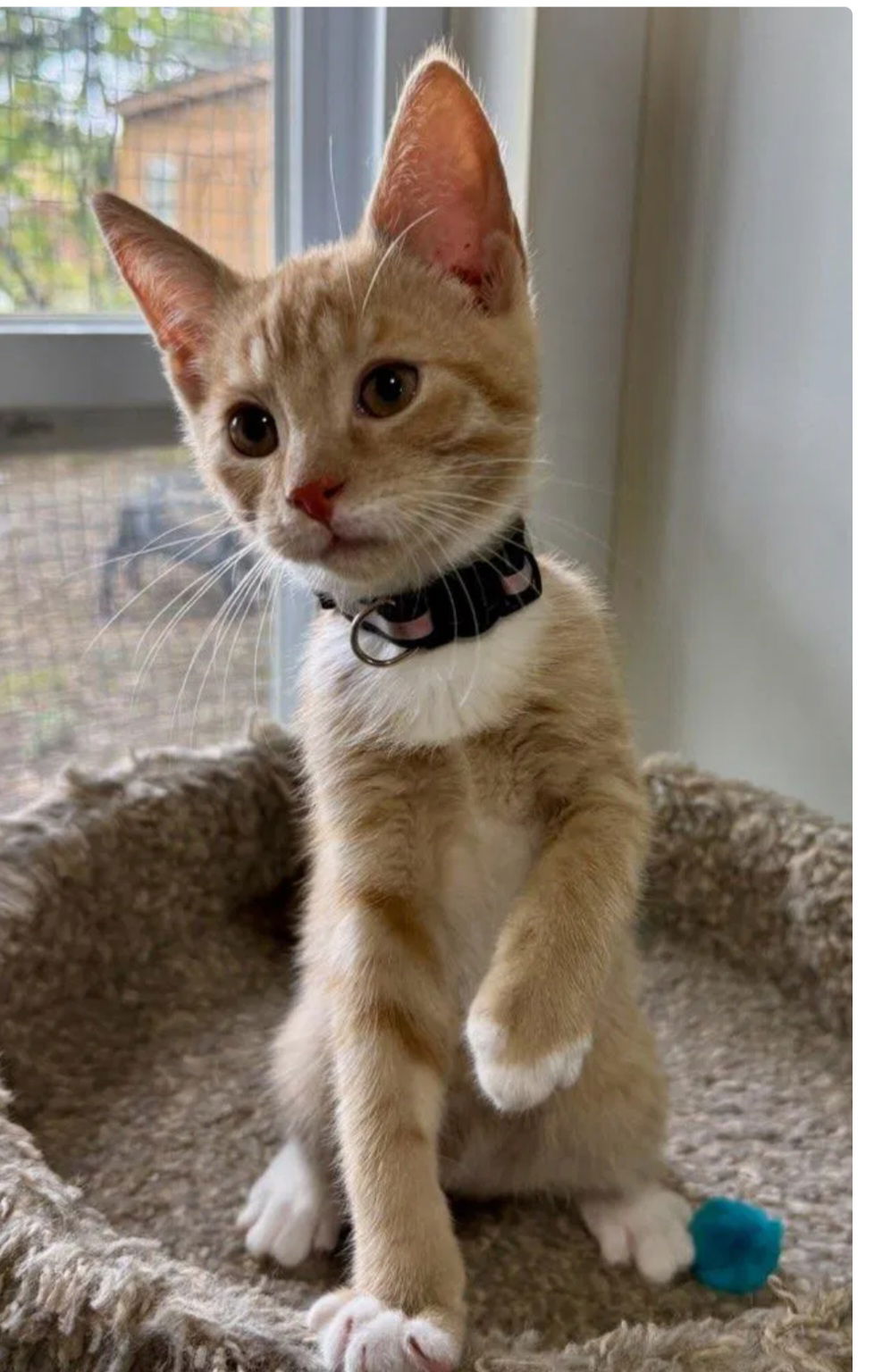 Feta- adopted 11-18-25