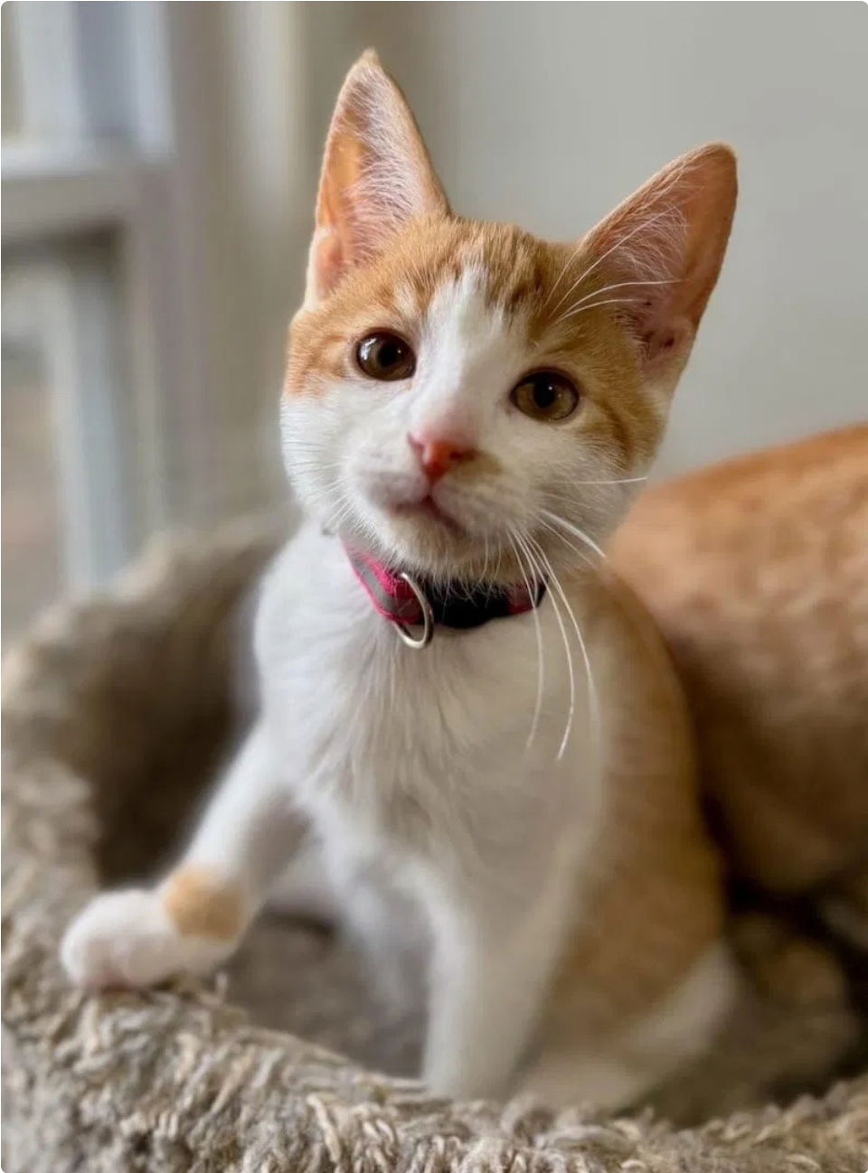 Brie- adopted 12/4/25