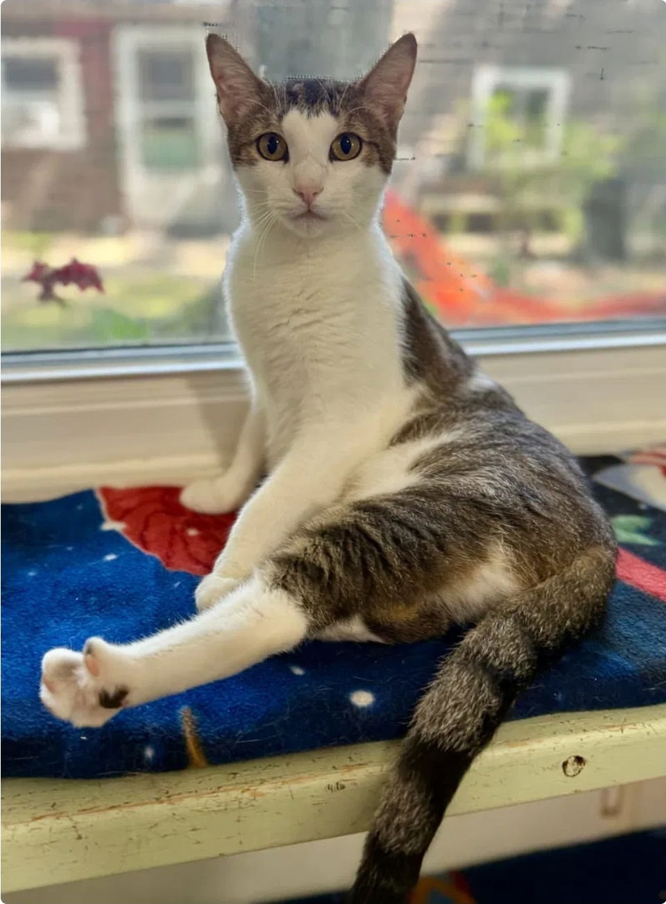 Cupcake- adopted 12/12/25