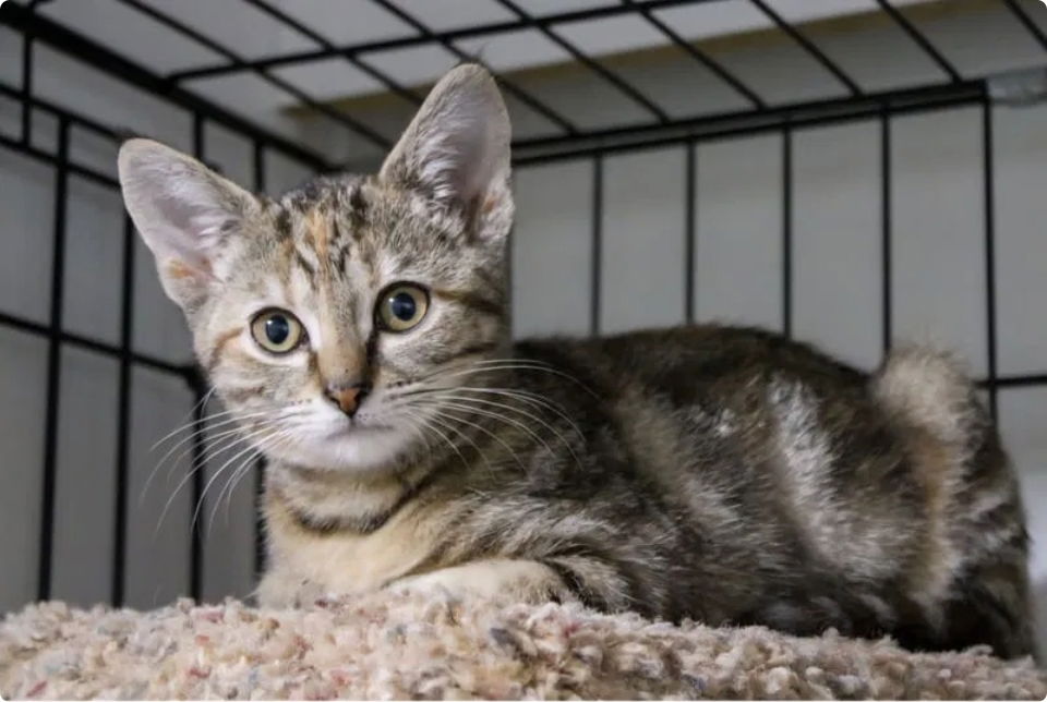 June- adopted 12/12/25