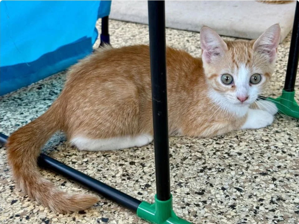 Peaches- adopted 11/25/25