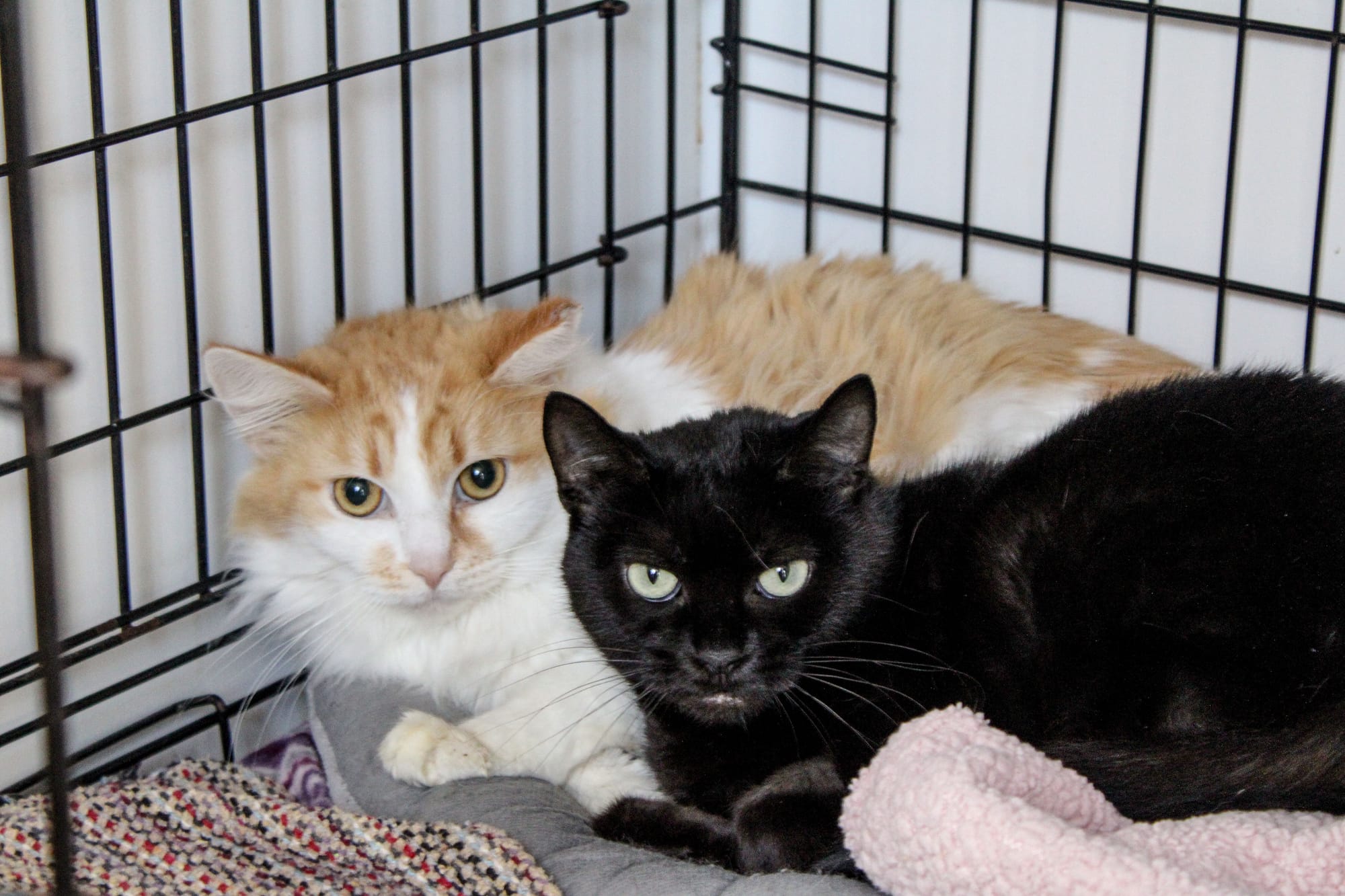 Truffle & Bonbon- BONDED pair