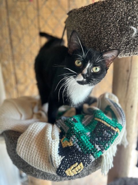 Amore (bonded with Love Bug)