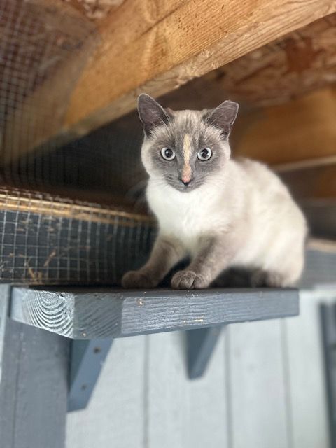 Ellie (bonded with Maggie)