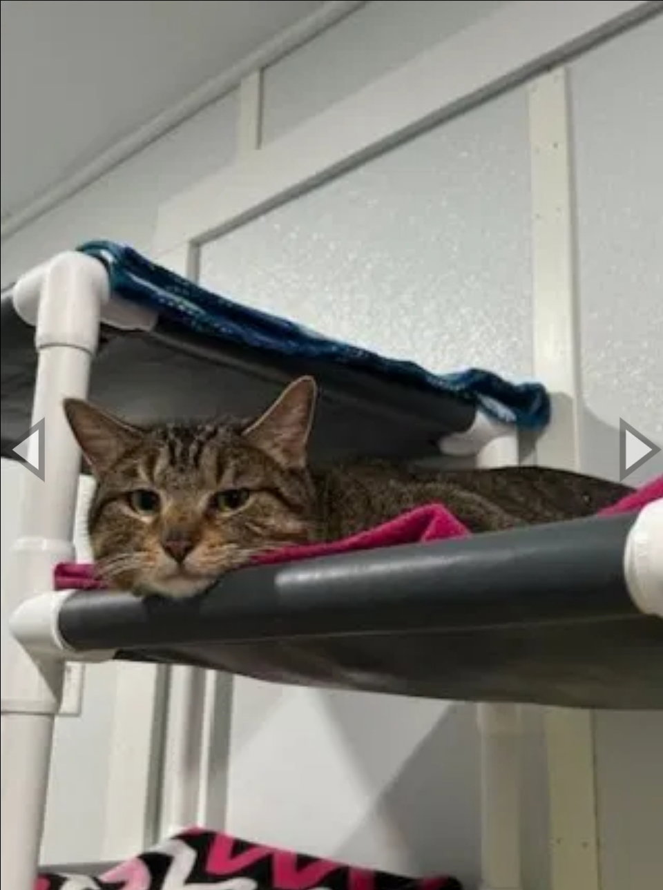 Pancake- adopted 5-2-26