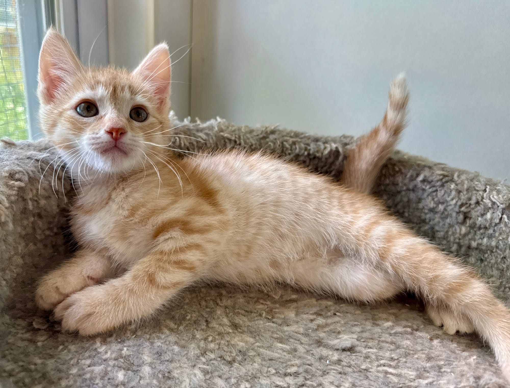 Trudy - Pending Adoption