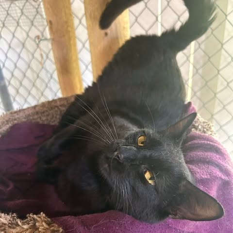 Ajax- adopted 7-29-26