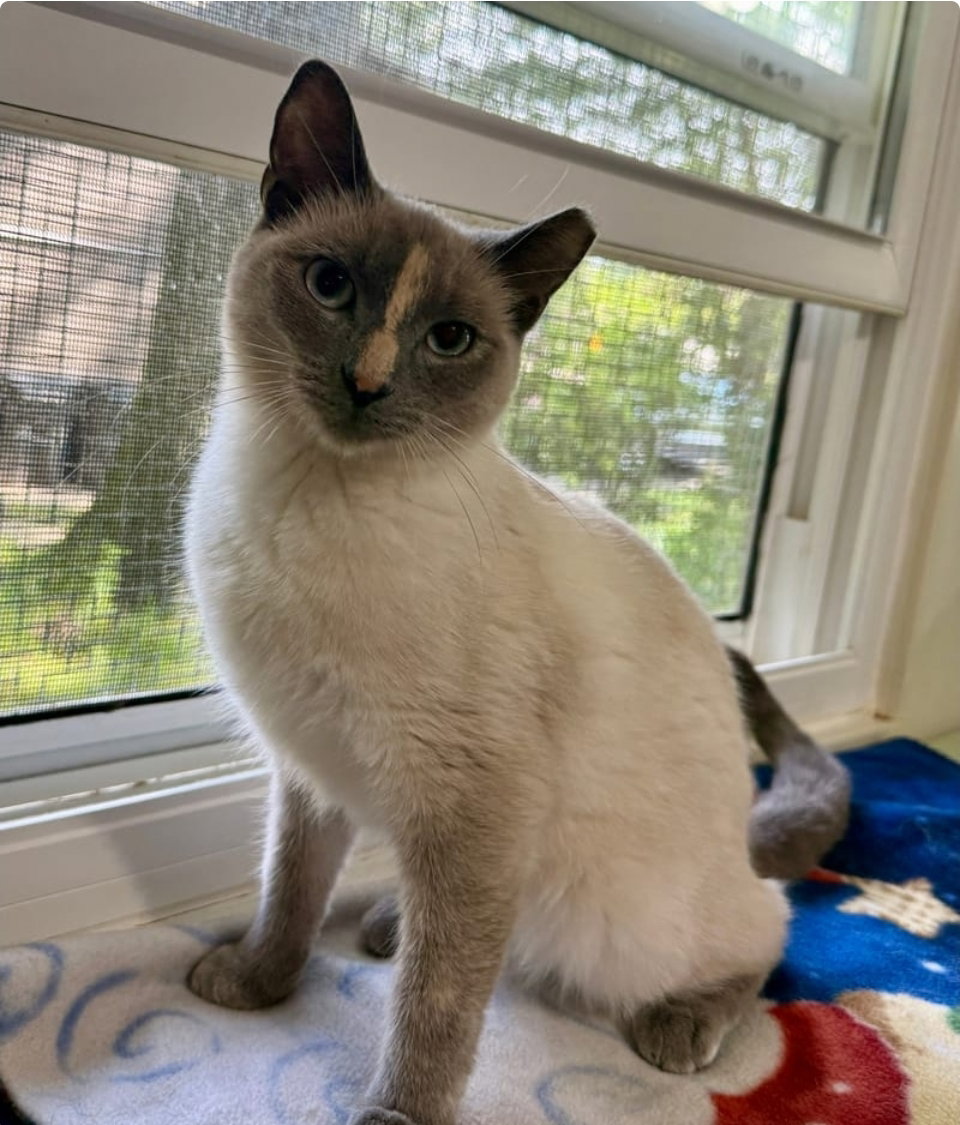 Ellie- adopted 7-30-26