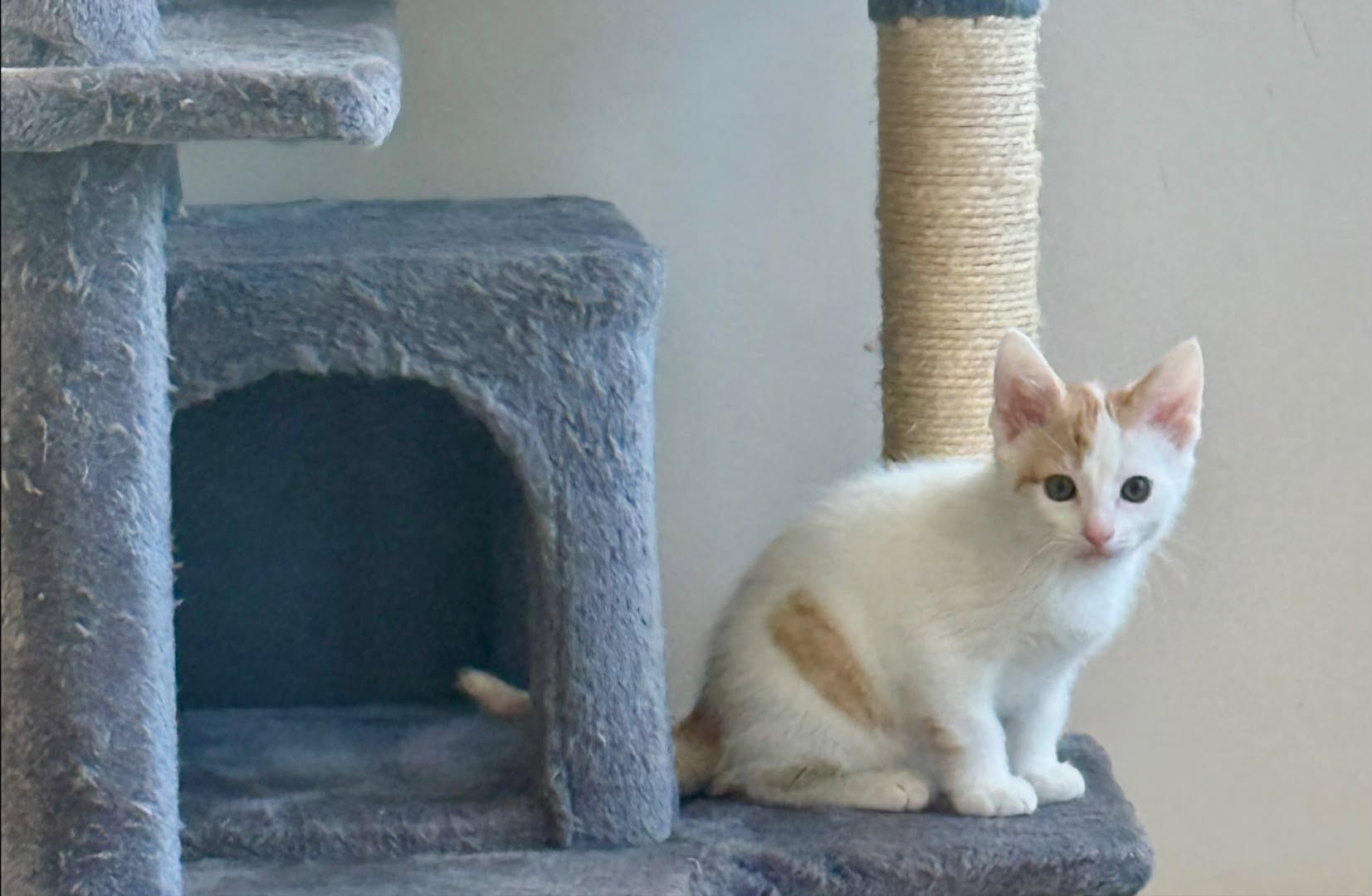 Julius adopted 7-3-2026
