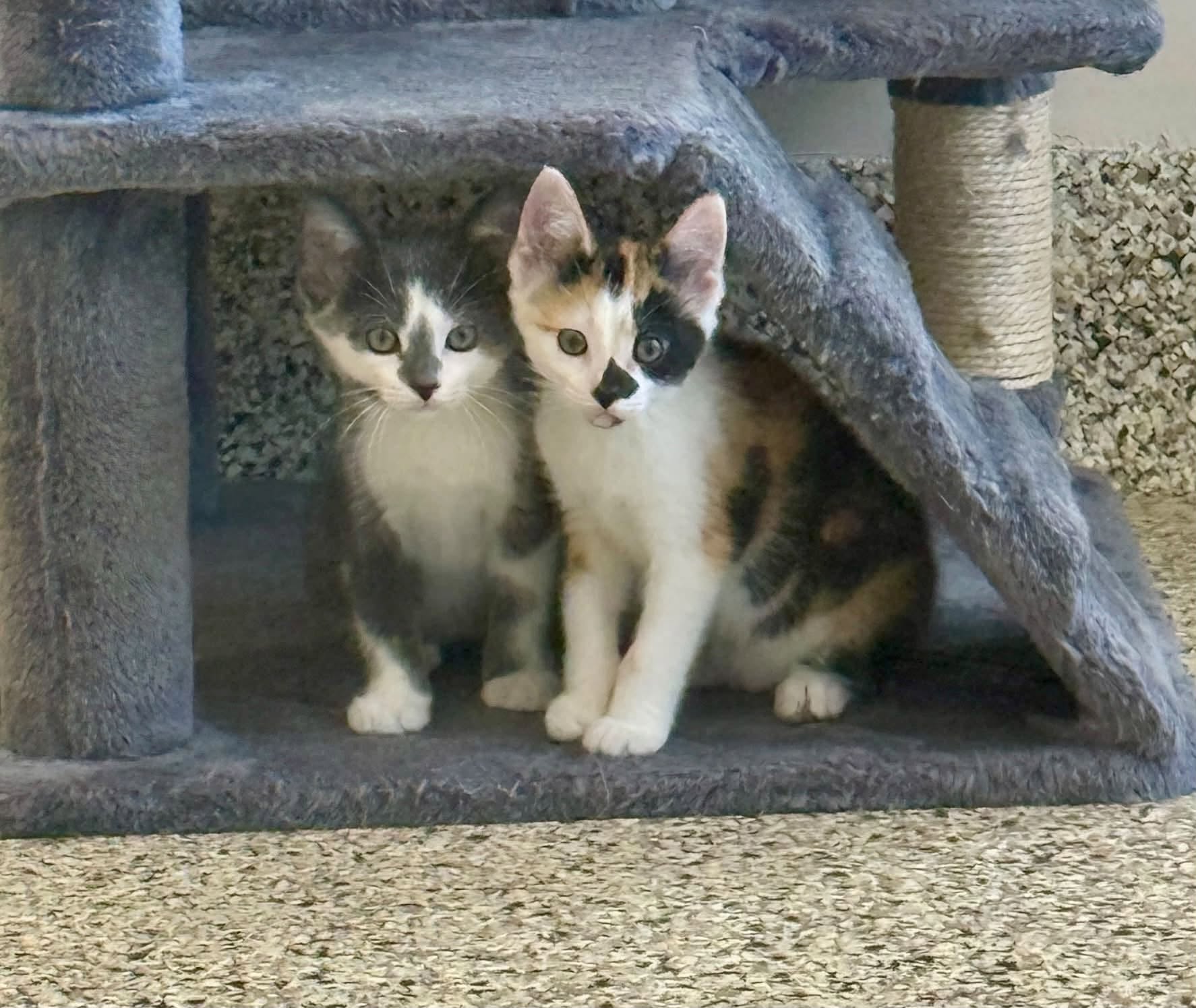 Aubrey & Penelope adopted 7-2-2026