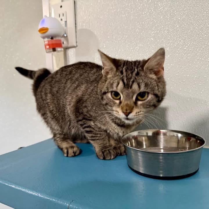 Tina adopted 7-20-2026