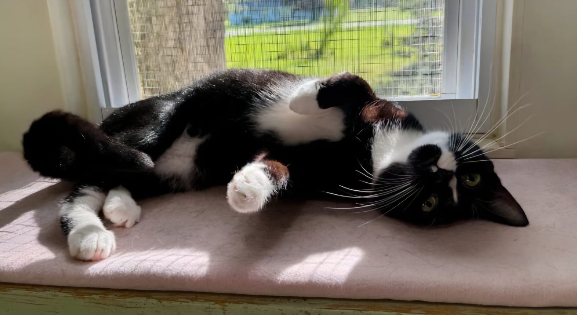 Amore- adopted 9-14-26