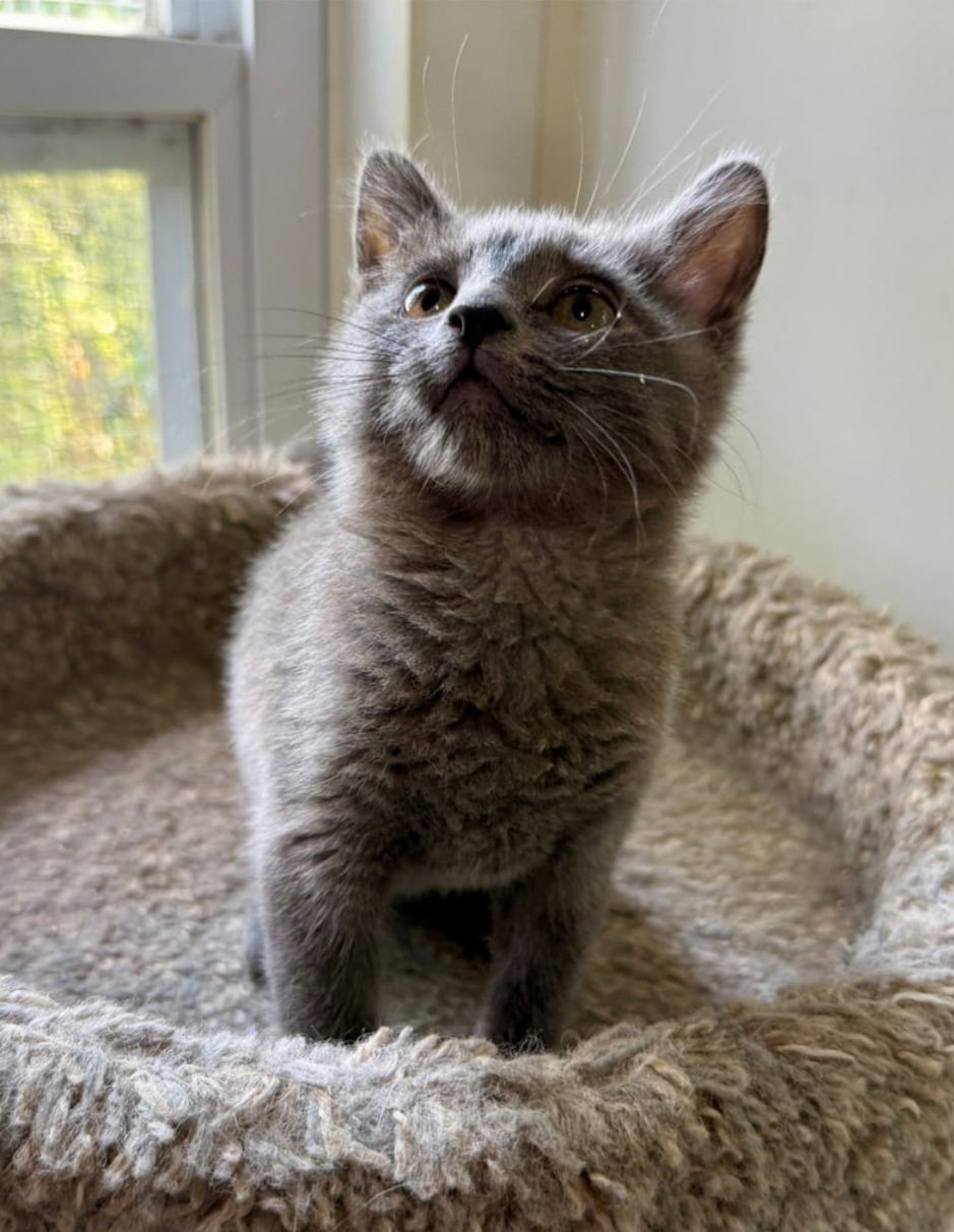 Birdie- adopted 9-26-26