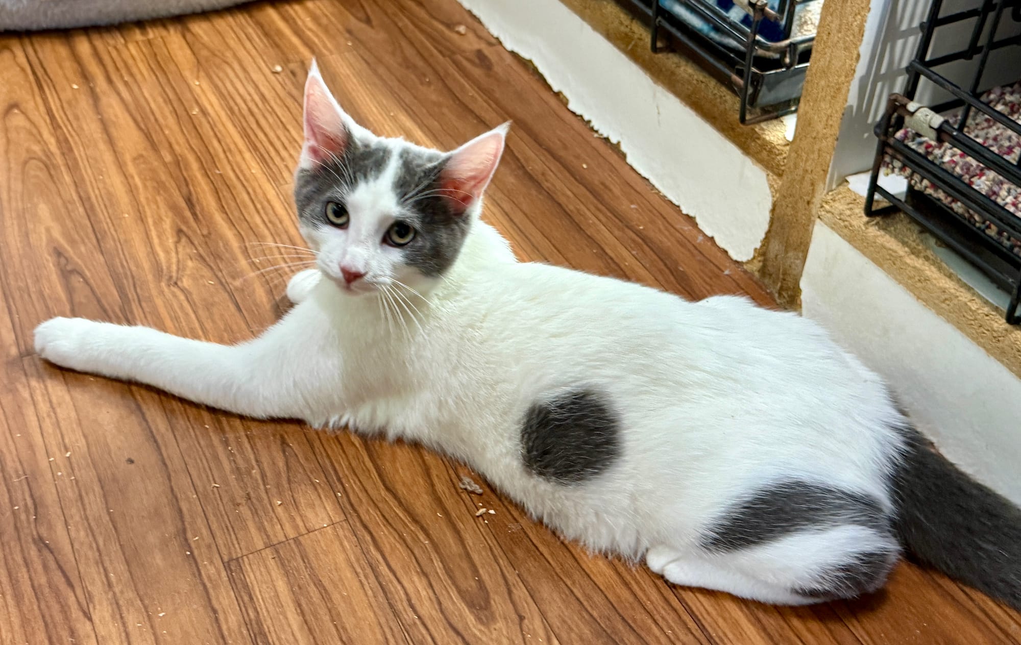 Harley- bonded with Davidson