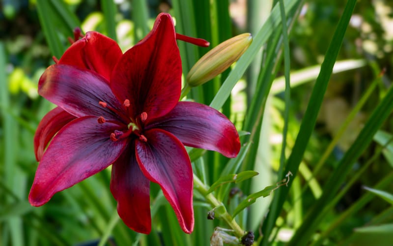 All taken in the garden