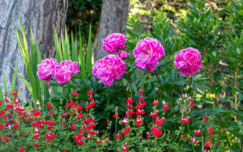 All taken in the garden