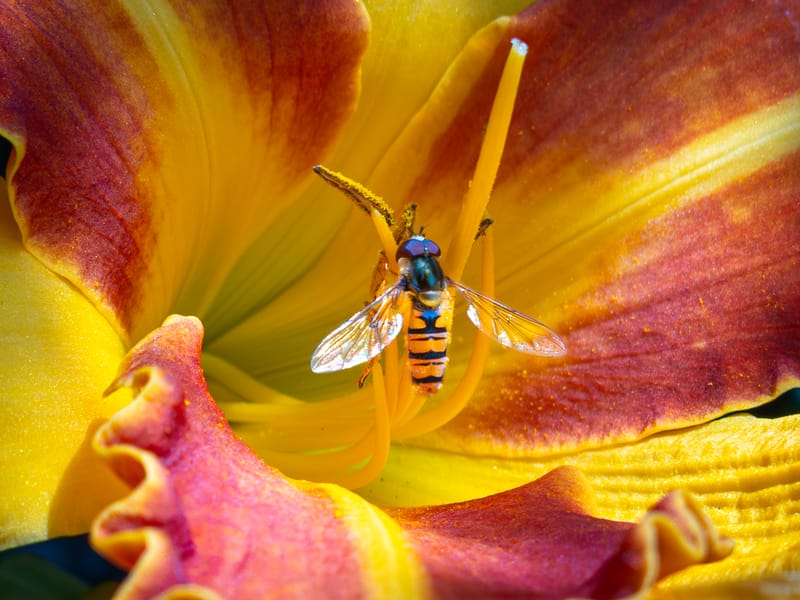 All taken in the garden