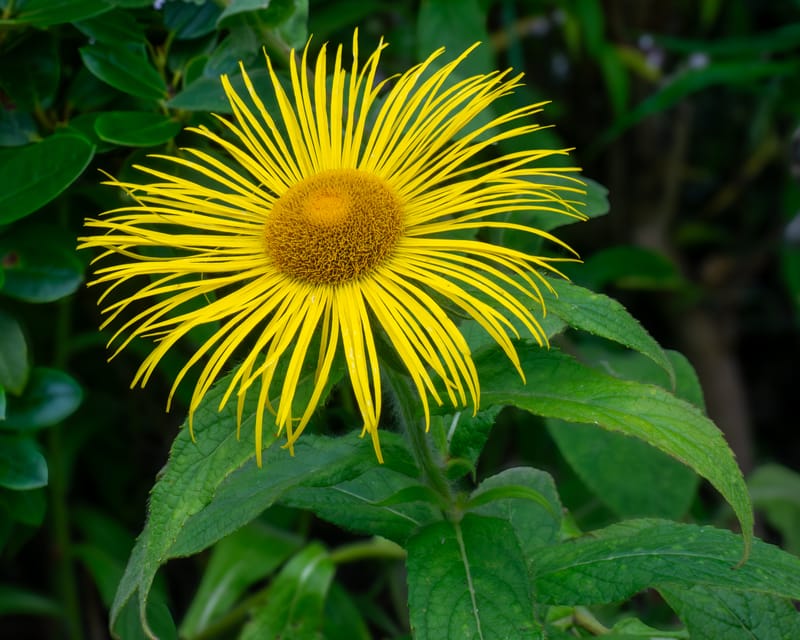 All taken in the garden