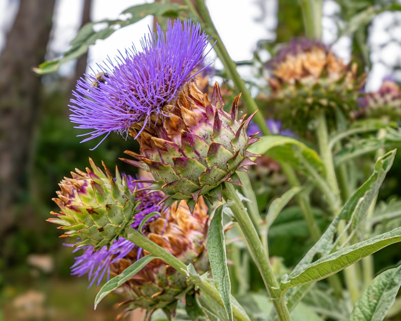 All taken in the garden