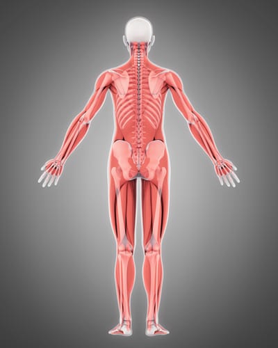 FSHD and Nutrition - Let's get started