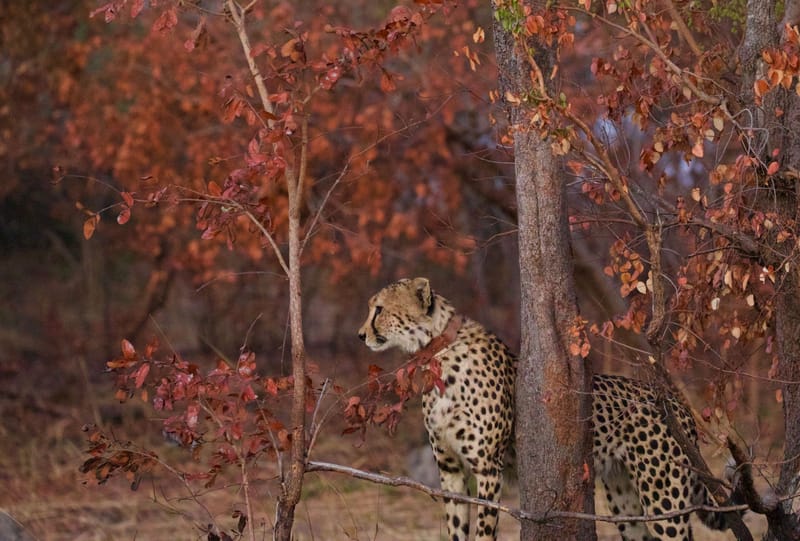 WILDLIFE EXPERIENCES