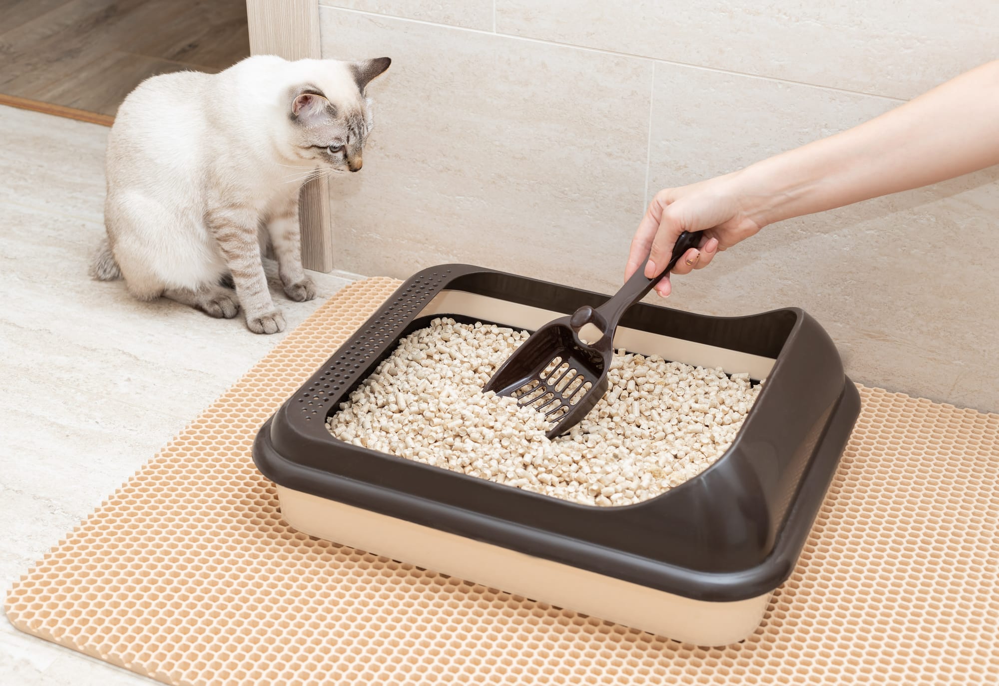 Blocked Bladders in Cats