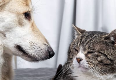 Caring for Your Senior Pet