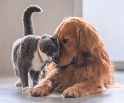 Cat & Dog Sterilization:                                                 What Every Pet Owner Should Know