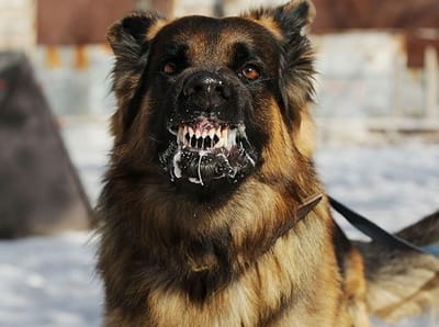 Rabies in Cats & Dogs